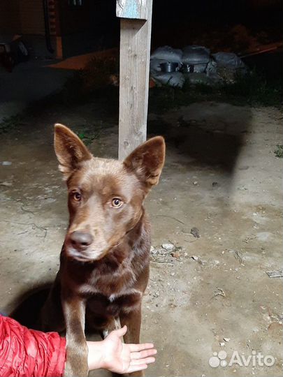 Австралийский келпи