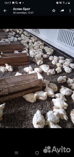 Куры бройлер