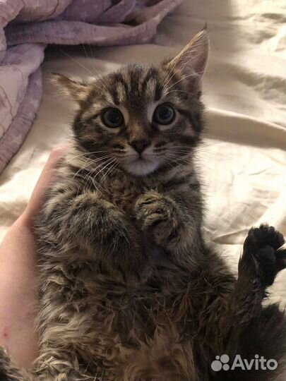 Котятки в добрые руки