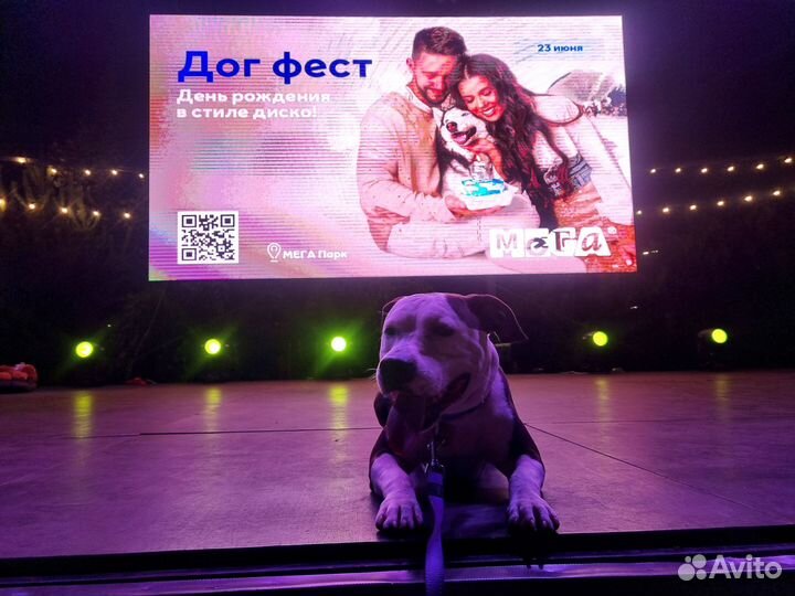 Услуги кинолога