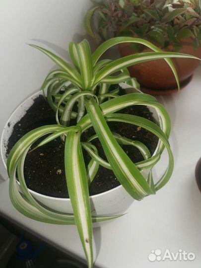 Хлорофитум кудрявый