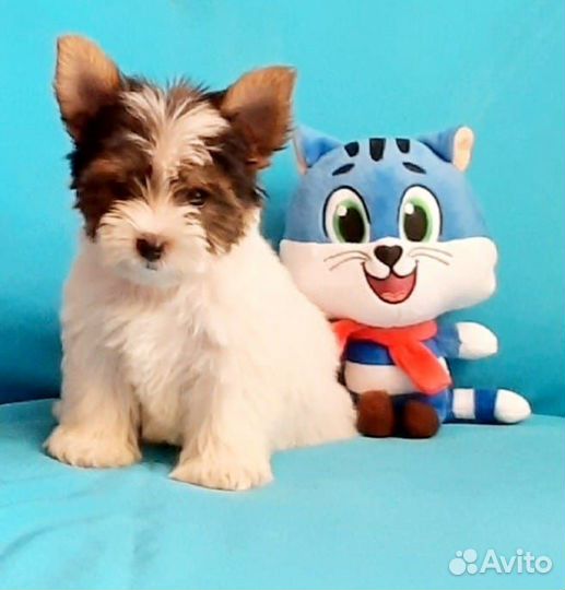 Щенки бивера