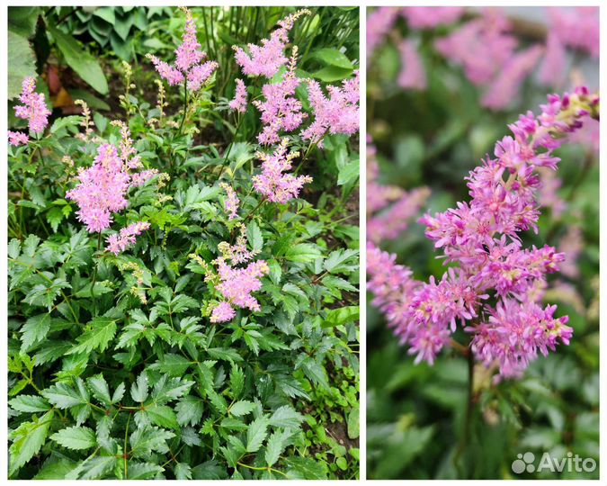 Астильба низкорослая