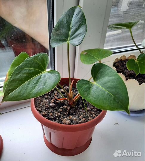 Пеперомия вариегатная,антуриум амалия элегантс
