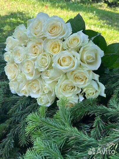 Белая роза оптом