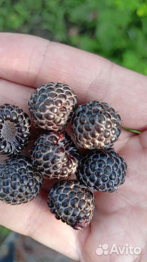 Черная малина,eжемалина,красная малина,смородина