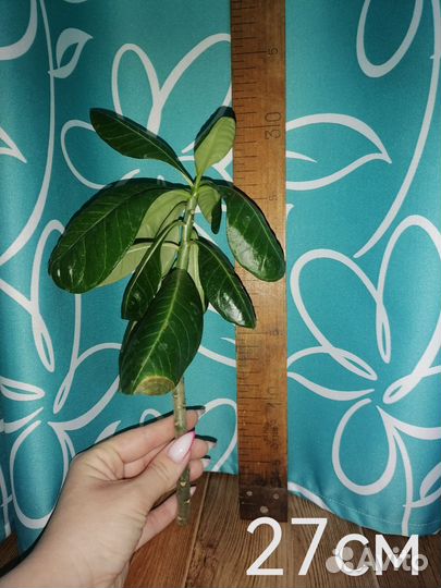 Адениум черенки