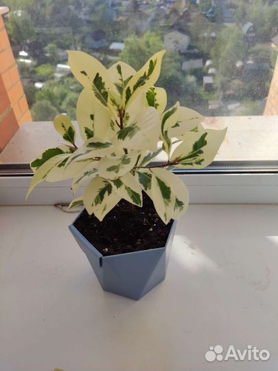 Фикус альбамаргината