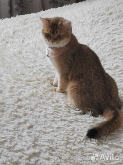 Кошка