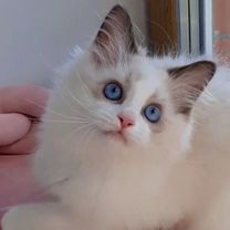 Котята рэгдолл. Мальчик ragdoll. Тряпичная кукла