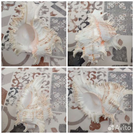 Ракушки и кораллы