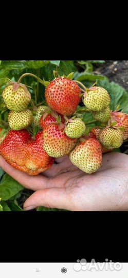 Клубника сорт Кисс нелис