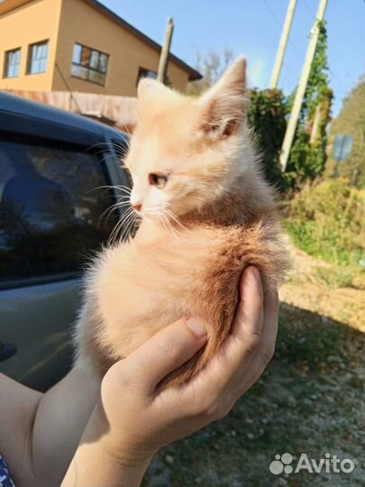 Супер - Красавчик