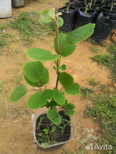 Саженцы Киви хейворд