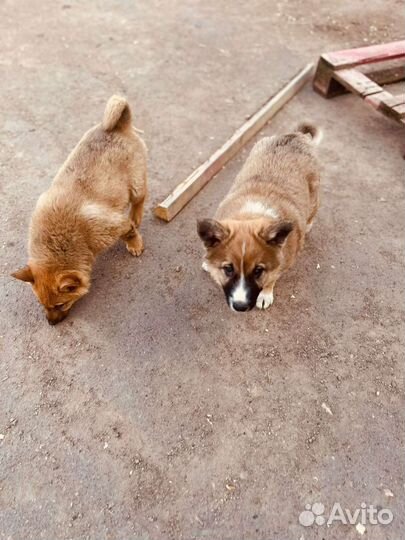 Щенок 2,5 мес