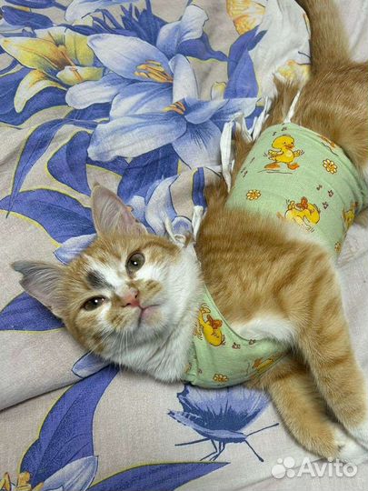 Красивая рыжая кошечка Лиса в заботливые ручки