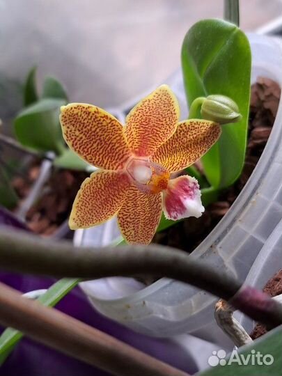 Детка орхидеи мистерпис арома