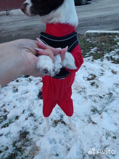 Дождевик для собак (комбинезон)