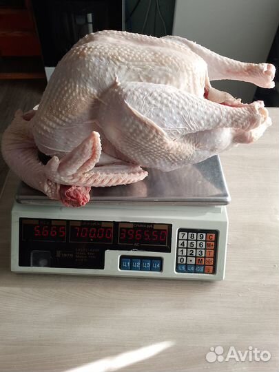 Продается домашняя индейка