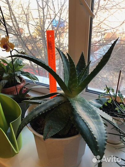 Продам алоэ вера