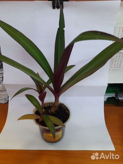 Комнатный цветок Рео или Моисей в корзинке