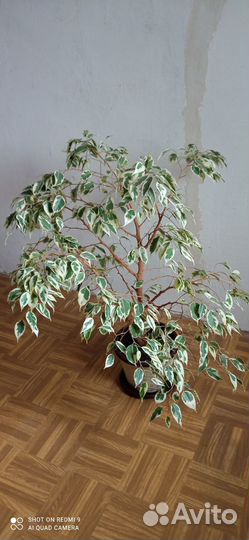 Фикус бенджамина большой