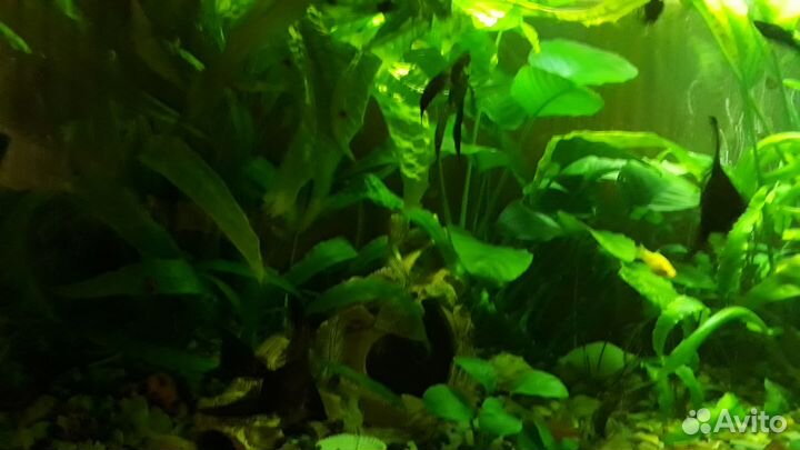 Аквариумные растения