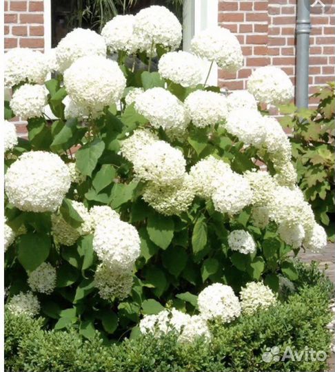 Растения для дачи и сада