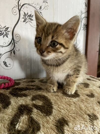 Кошки в добрые руки