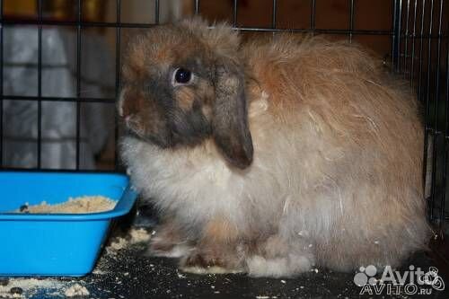 Гостиница для животных «Фауна»