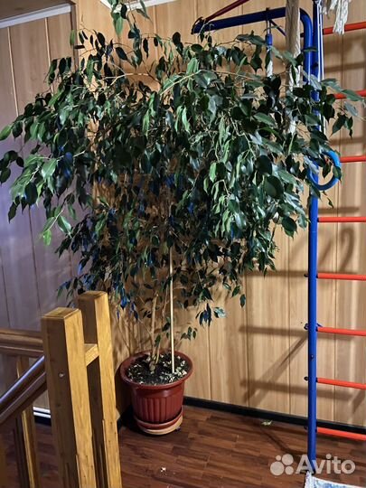 Фикус бенджамина