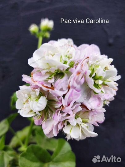 Пеларгония герань PAC Viva Carolina