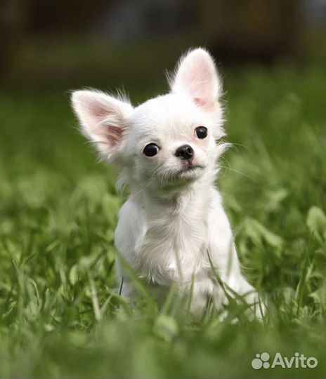 Чихуахуа мини мальчик - блондин