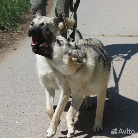 Щенки