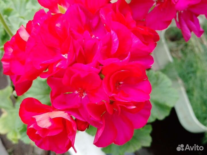 Пеларгония герань вишнëвая