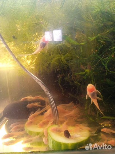 Вуалевый и обыкновенный анциструс