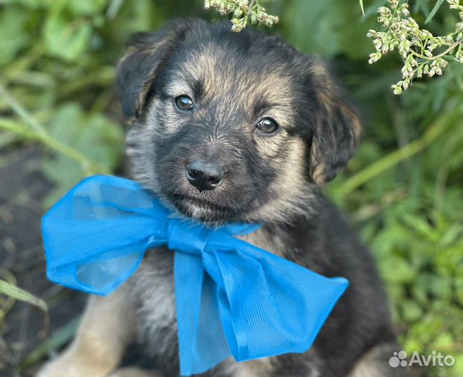 Рекс - крупный щенок-мальчик в дар