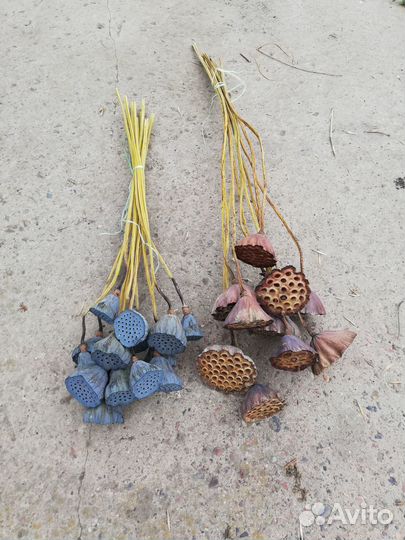 Семена и коробочки лотоса