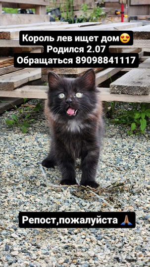 Котёнок в дар