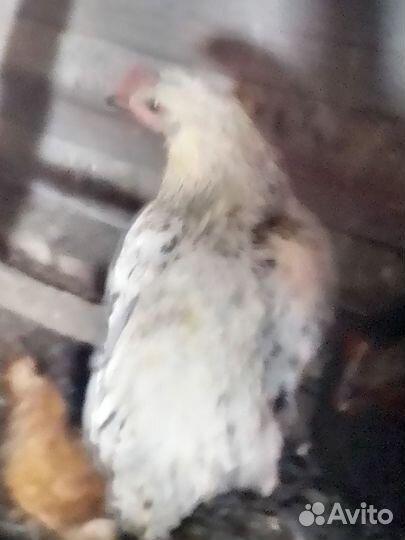 Петухи и куры молодки