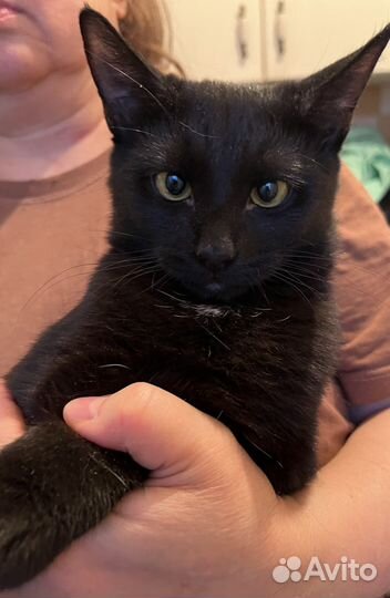 Котёнок 7 мес