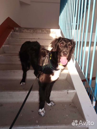 Лучший друг собака