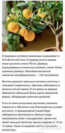 Цитрофортунелла-Каламондин