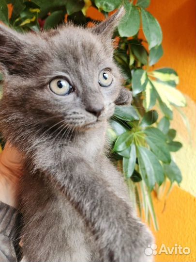 Котенок (мальчик)