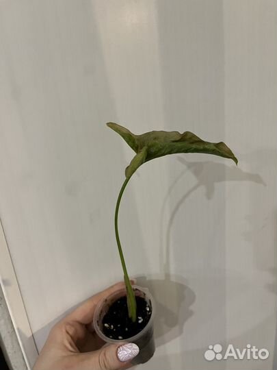 Сингониумы