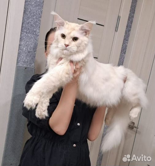 Мейн-кун кот