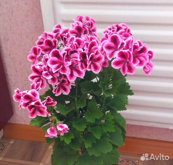 Королевская Пеларгония и Бугенвиллии Укорененные