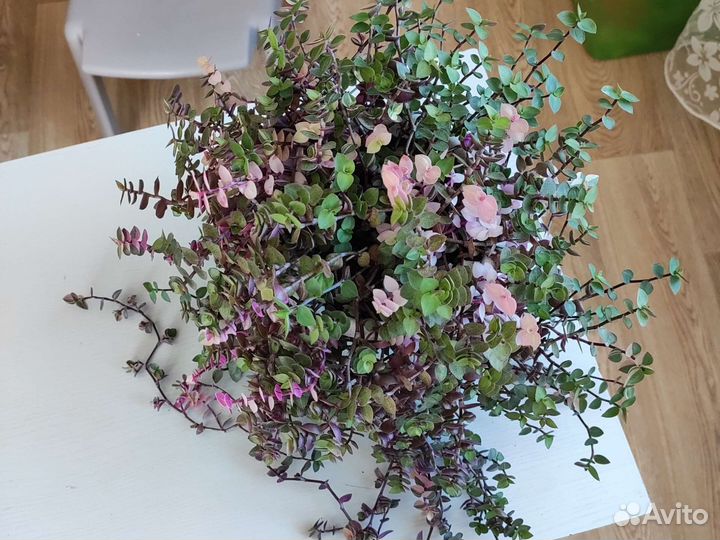 Коллизия бьянка