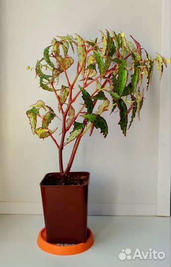 Бегония amphioxus