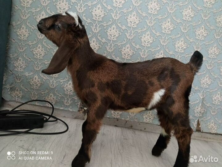 Нуб козел,дойнная камори, нубо камори% козлята